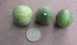 吃马泡瓜视频,视频带你领略独特口感与美味