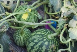 吃瓜具体时间,揭秘吃瓜的最佳时刻