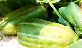 秋天可以吃瓜吗,揭秘秋季吃瓜的奥秘