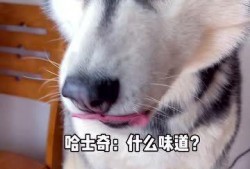 金毛哈士奇吃瓜,萌态十足引网友热议