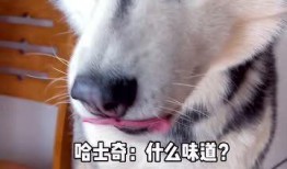 金毛哈士奇吃瓜,萌态十足引网友热议