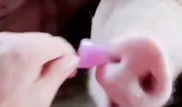 猪猪喜欢吃瓜,揭秘猪猪的瓜类美食偏好