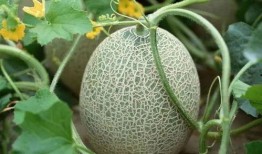 吃瓜得瓜种子可以种吗,种子也能种出美味果实