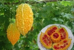 吃瓜哥超级水果,营养与美味的完美结合