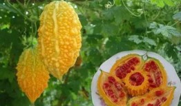 吃瓜哥超级水果,营养与美味的完美结合