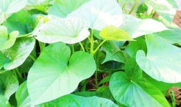 土瓜叶子怎么吃,家常美味的多重吃法探索