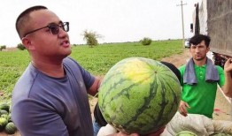 石叶吃瓜后续,揭秘瓜界风云再起