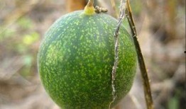 吃马泡瓜视频,视频带你领略独特口感与美味