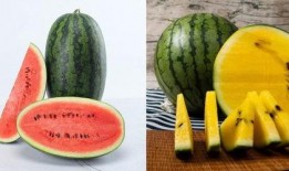 全球吃瓜局香港,聚焦香港风云变幻