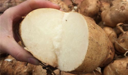 土瓜宝宝可以吃么,土瓜宝宝适宜食用指南