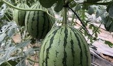 南通网红吃瓜,揭秘网络红人的幕后故事