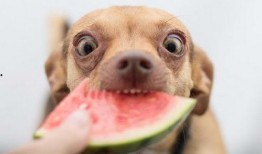 泉港吃瓜狗,揭秘当地美食文化趣闻