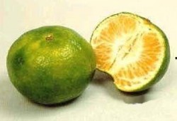 橘子吃瓜素材,探寻橘子与西瓜的奇妙缘分