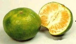 橘子吃瓜素材,探寻橘子与西瓜的奇妙缘分