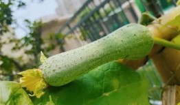 吃瓜吃出的病,竟吃出这些意想不到的病症