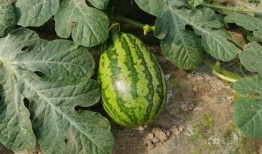 上海筠哥吃瓜,揭秘娱乐圈幕后故事